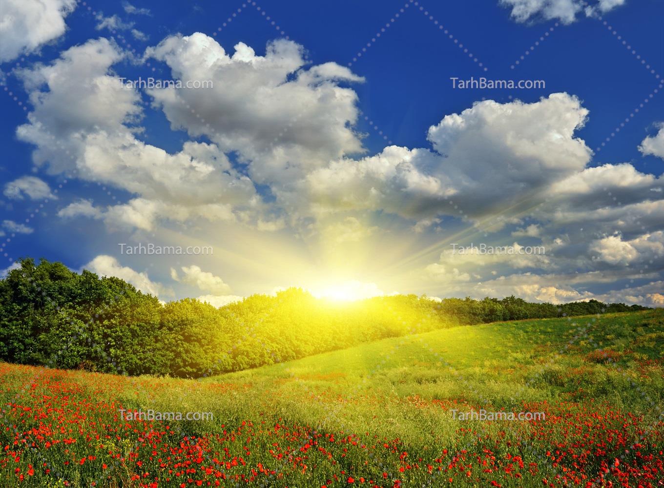 تصاویر جنگل